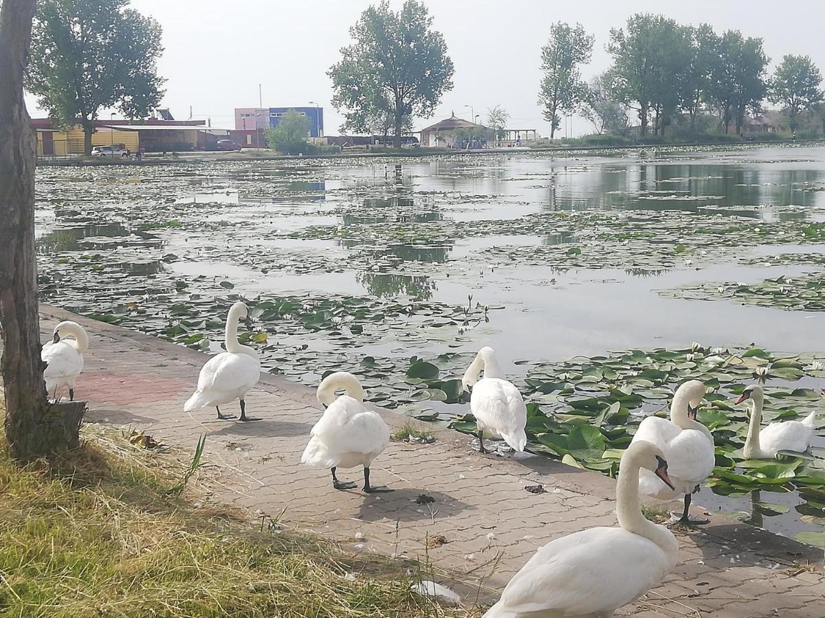 Pensiunea Scoika Steaguri Neptun Buitenkant foto
