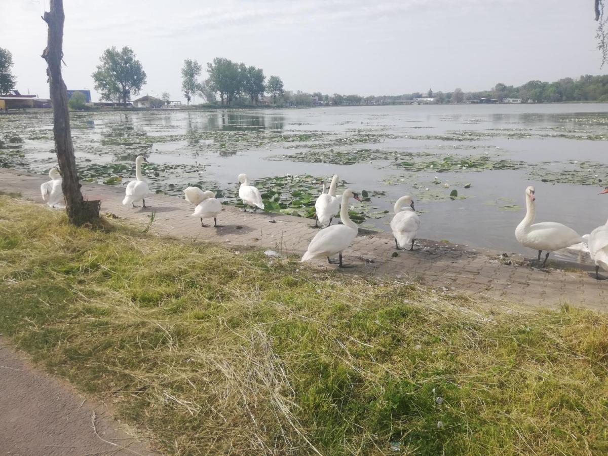 Pensiunea Scoika Steaguri Neptun Buitenkant foto