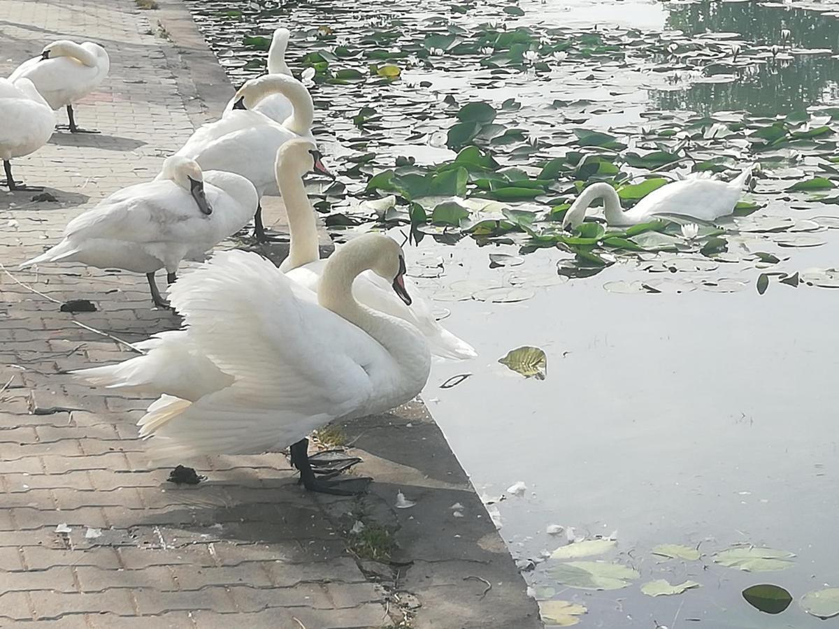 Pensiunea Scoika Steaguri Neptun Buitenkant foto