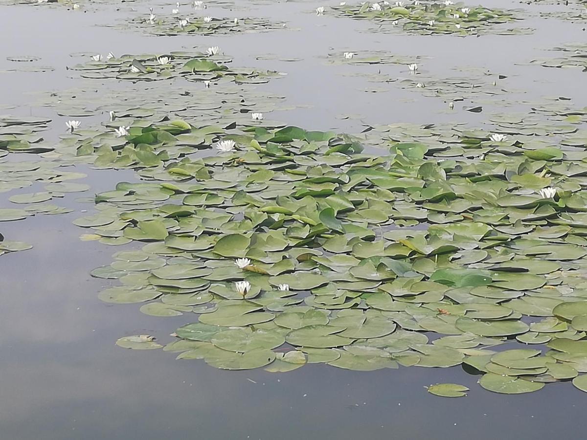 Pensiunea Scoika Steaguri Neptun Buitenkant foto