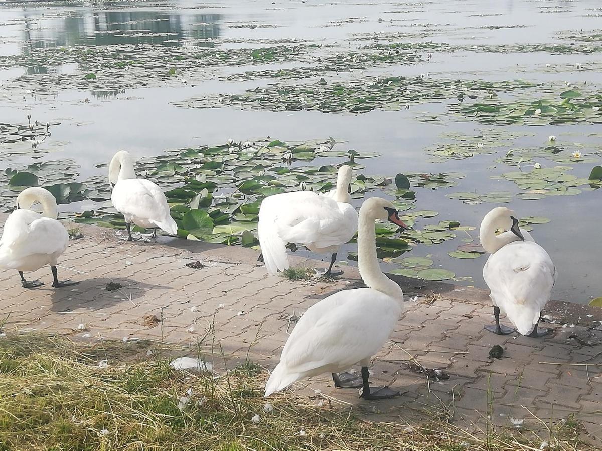 Pensiunea Scoika Steaguri Neptun Buitenkant foto